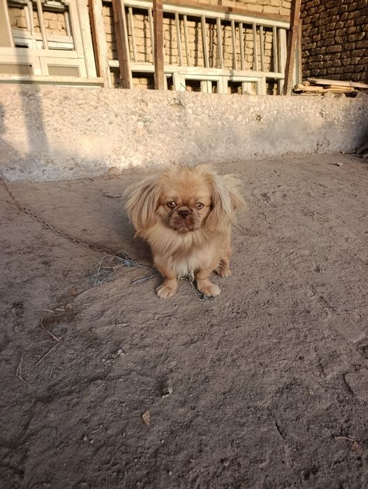 Вафодор Кучук 161