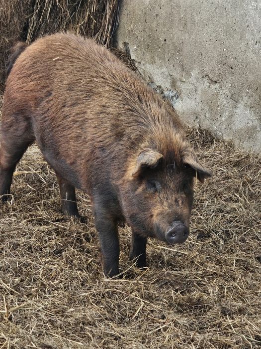 Продаём свинок на развод дюрок+мангал