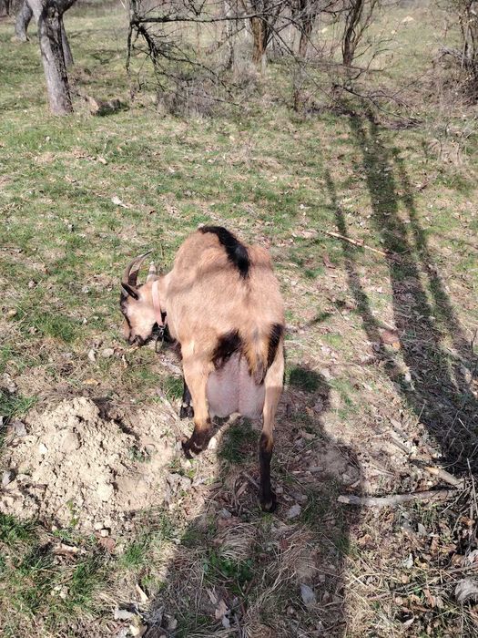 Capră alpină franceză cu ieduță