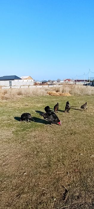 Продаются индюшки