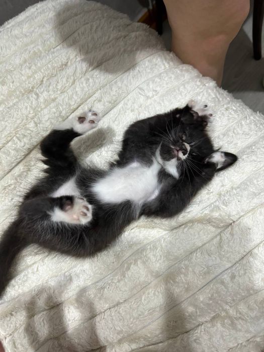 Отдадам котят в хоршие руки