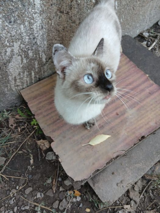 Кошечка голубоглазая Тася