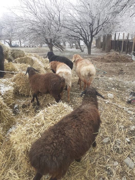 Қошқар қой серке