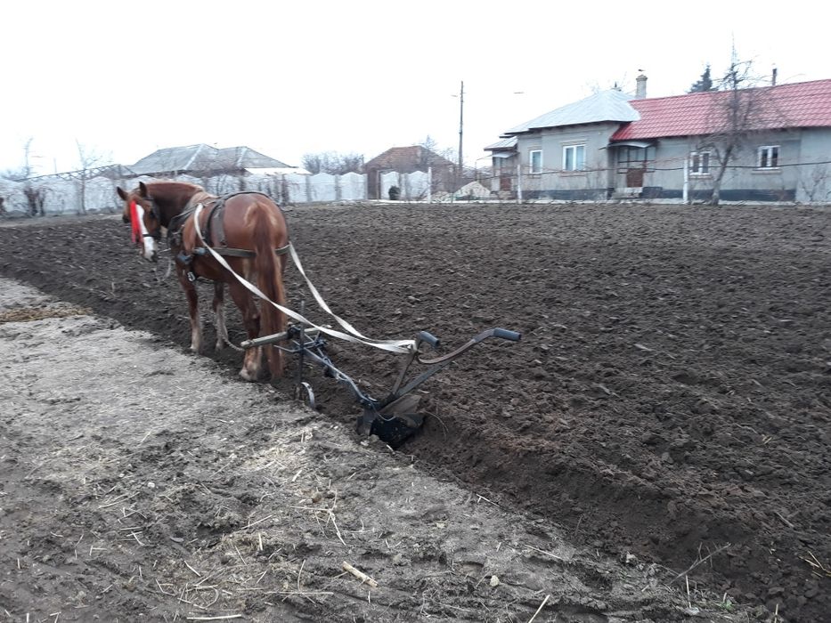 Vând iapă bună de munca