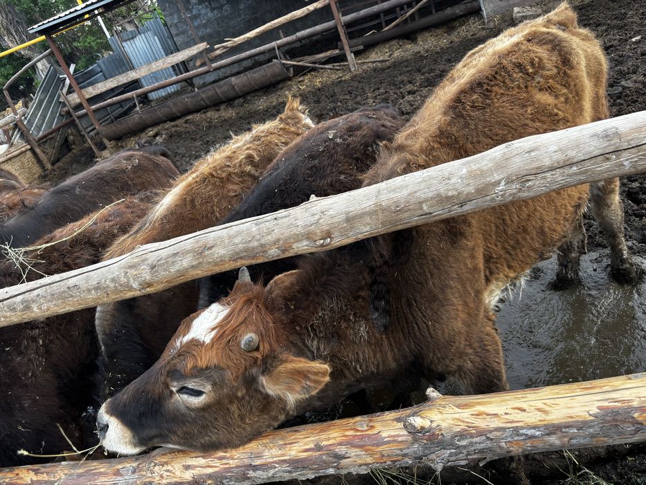 Продам телочек.