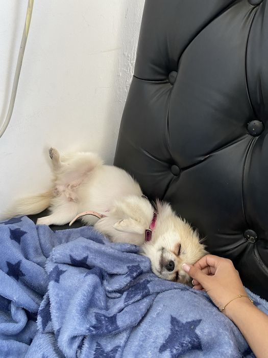 продается белый померанский щпиц