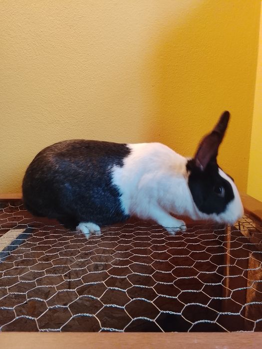 Iepure hycole francez femelă