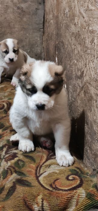 Продам хороших алабайчиков