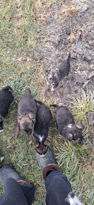 Щенки бесплатно отдадим