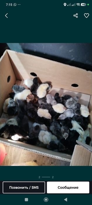 Продам цыплят Брама