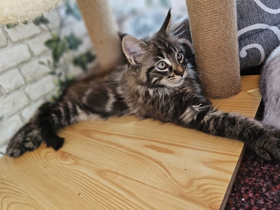 Maine coon ,2 luni