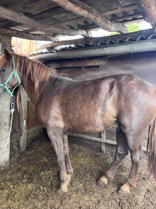 семіз жылқы , кокпар ойнаған