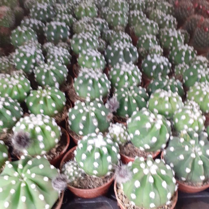 Cactuși și plante suculente