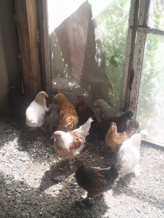 Продам цеплятттт