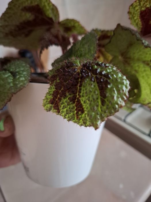 Продам Бегонию Мэсона!