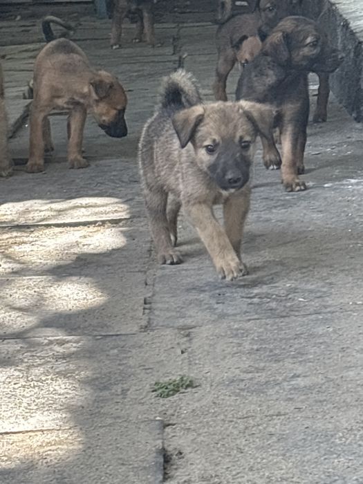 Щенки малинуа 1 месяц