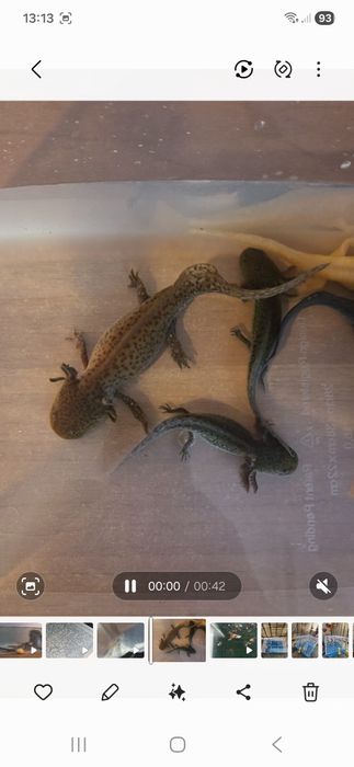 6 Axoloti, diferite morphuri