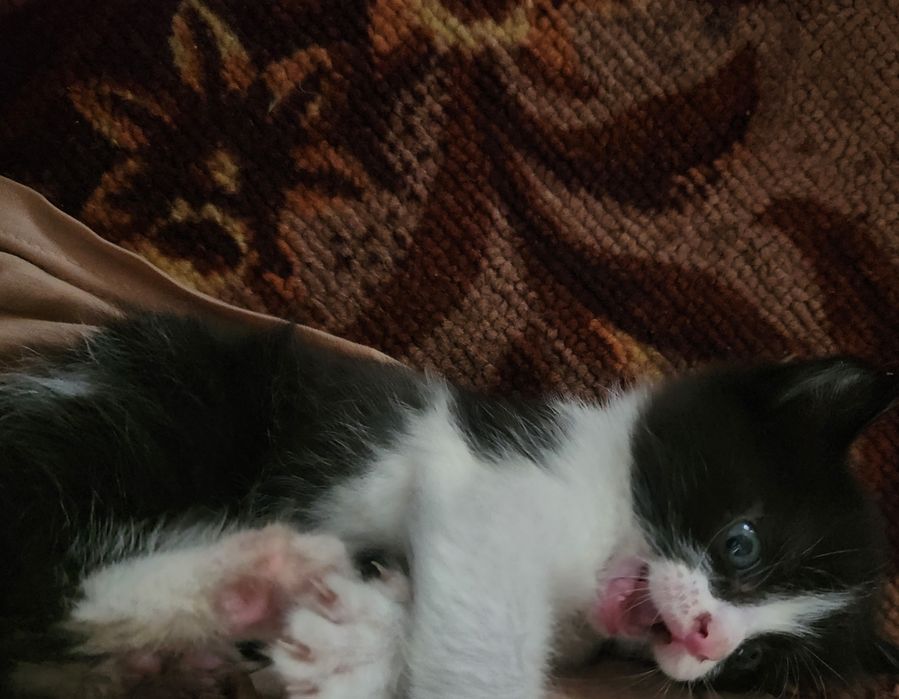 Отдам котят в добрые руки