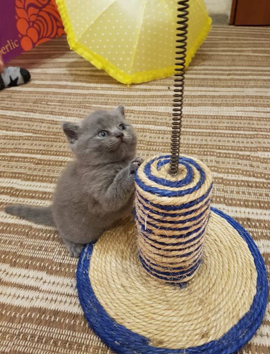 Британчики Голубого Окраса.