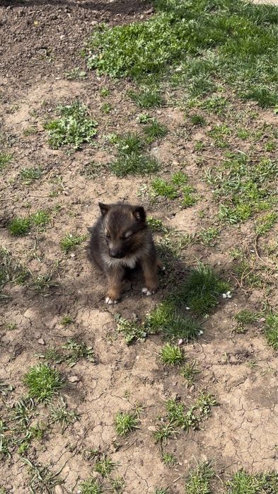 Donez catelusi ciobanesc german