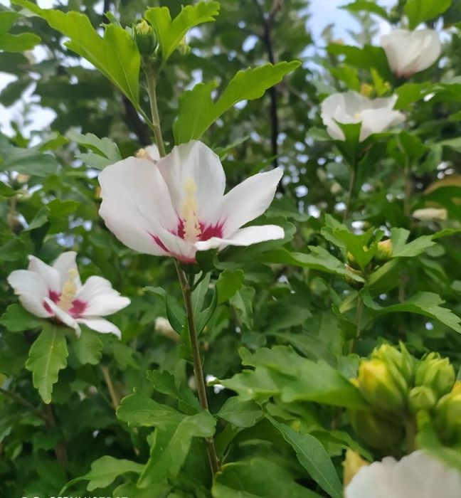 Продам саженцы гибискуса