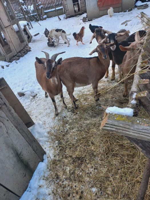 Vând capre de rasă