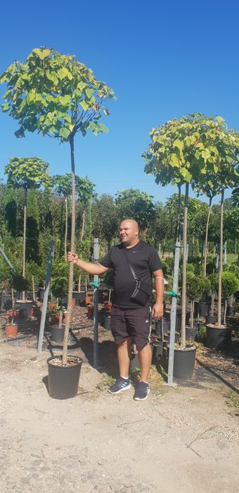 Catalpa buxus calitate extra