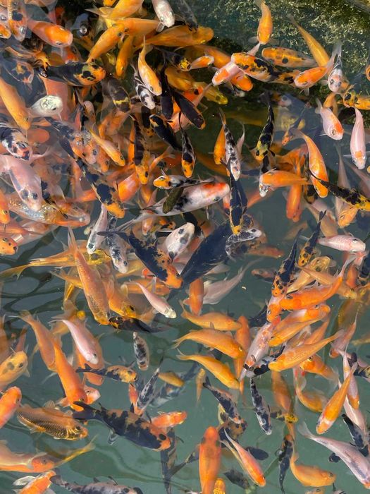 Продавам дребни Кои