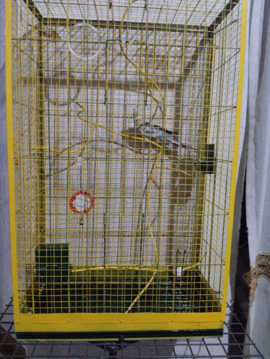 Попугай сатылады сеткасымен