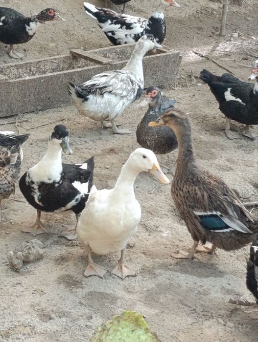 Индаутка и утка продам