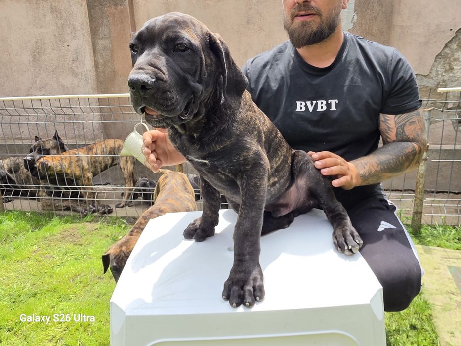 Vand mascul Presa canario ,parinti campioni
