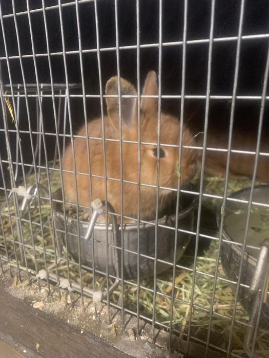 Налични зайци различни породи