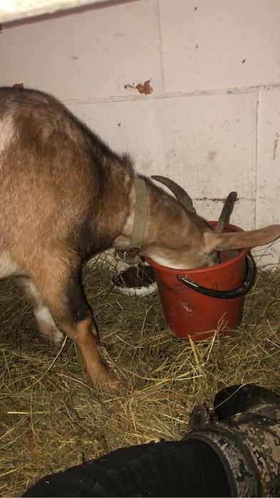 Молоко козье вкусное