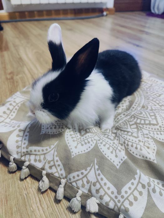 Vând iepuraș Cap de Leu cu toate accesoriile incluse