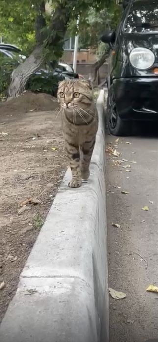 Британский котик ищет дом!