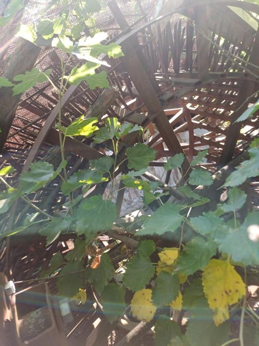 Продавам плуг и тикварка