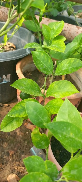 Лимон көшеттері сатылады  Мейр Ғ1.