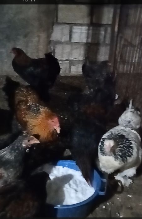 Продам курей молодок