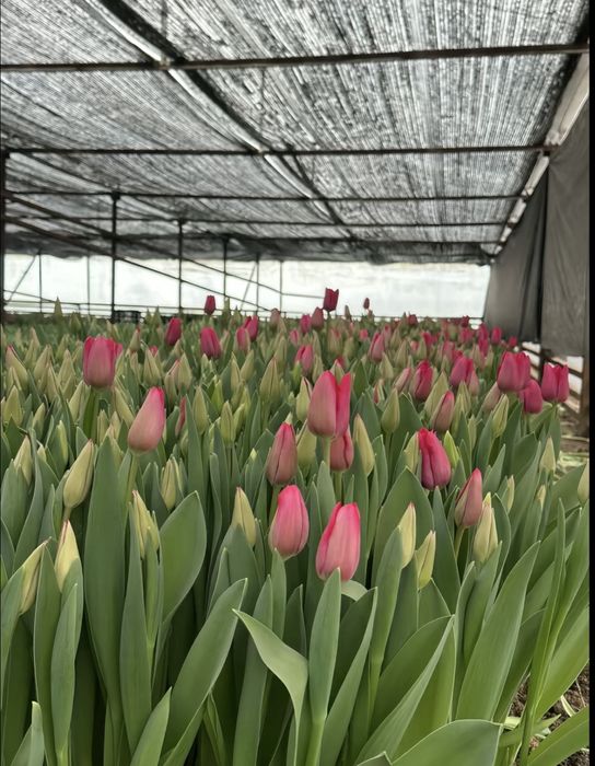 Тюльпаны на 8 марта