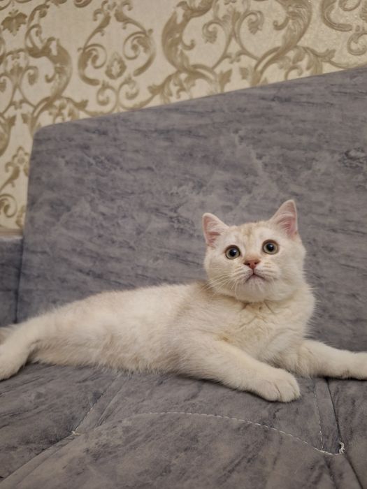 Британский котенок мальчик 2 месяца