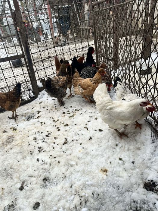 De puicute de 7 luni de vanzare