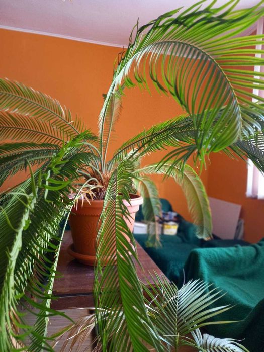 Палми Цикас на 14 г.