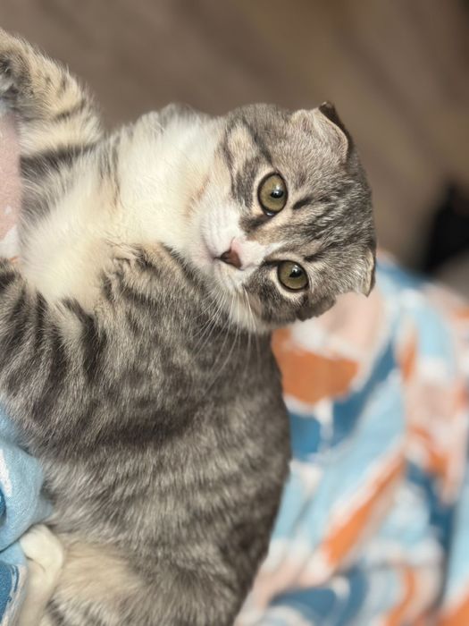Отдам шотландца кота