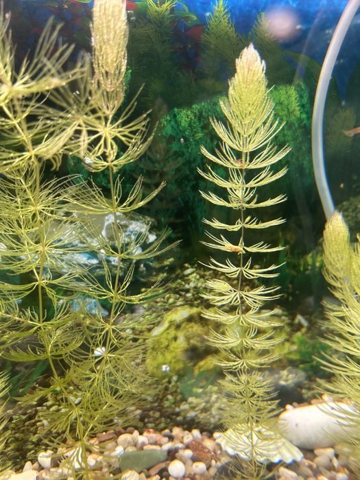 Роголистник 5 см 6 000 сум