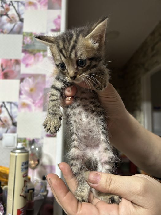 Отдам котят в добрые руки