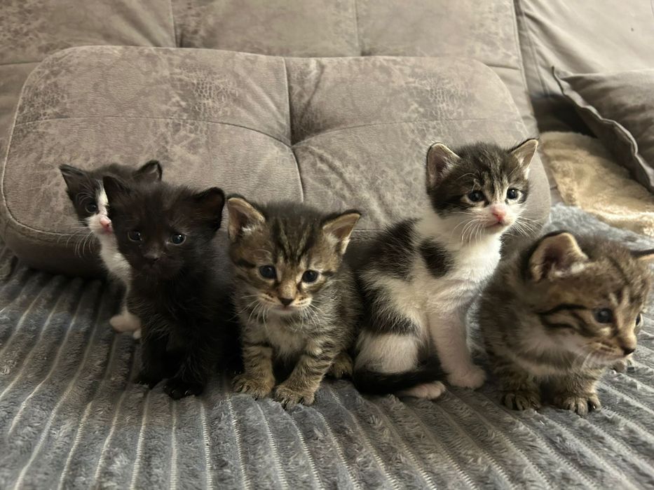 отдаем котят бесплатно