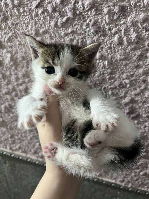 «Шотландский котёнок отдаётся