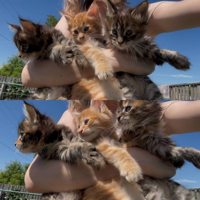 Продам котят Мейн Кун