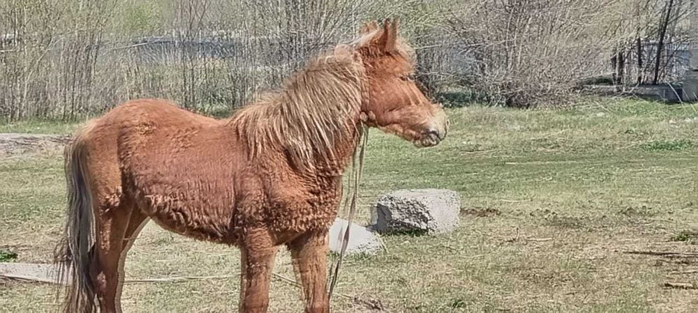 Продам 1,5 годовалую лошадь