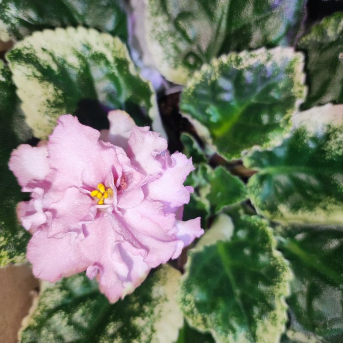 Продам фиалки разных сортов.